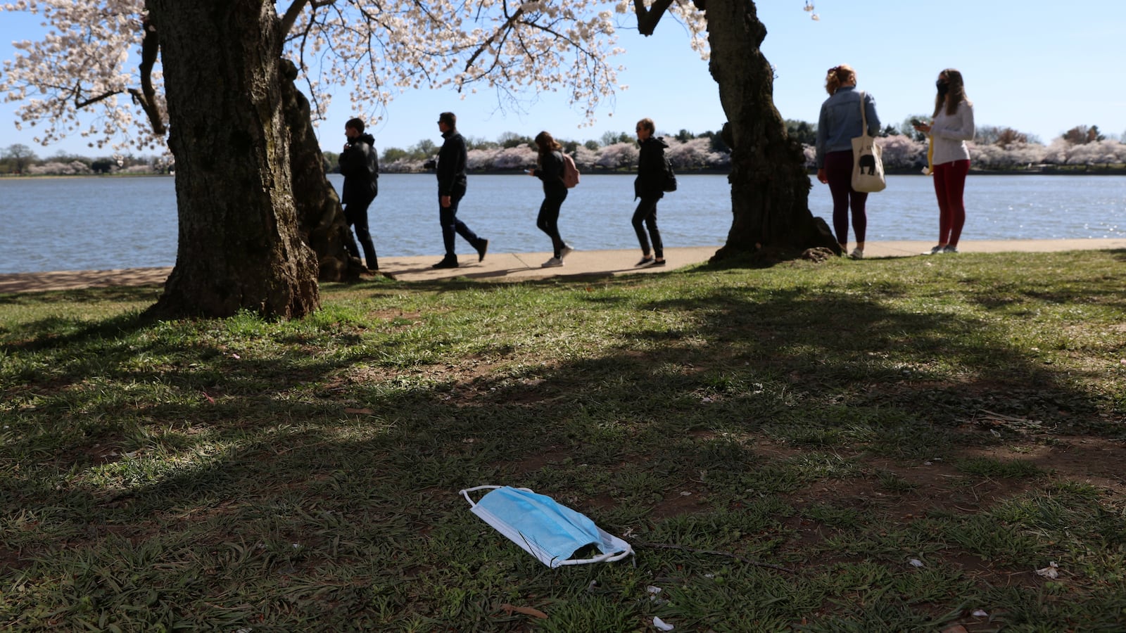 2021-03-29T232423Z_1839833921_RC2BLM9M8TNB_RTRMADP_3_SPRING-CHERRYBLOSSOMS-WASHINGTONDC_1_yzn7vz