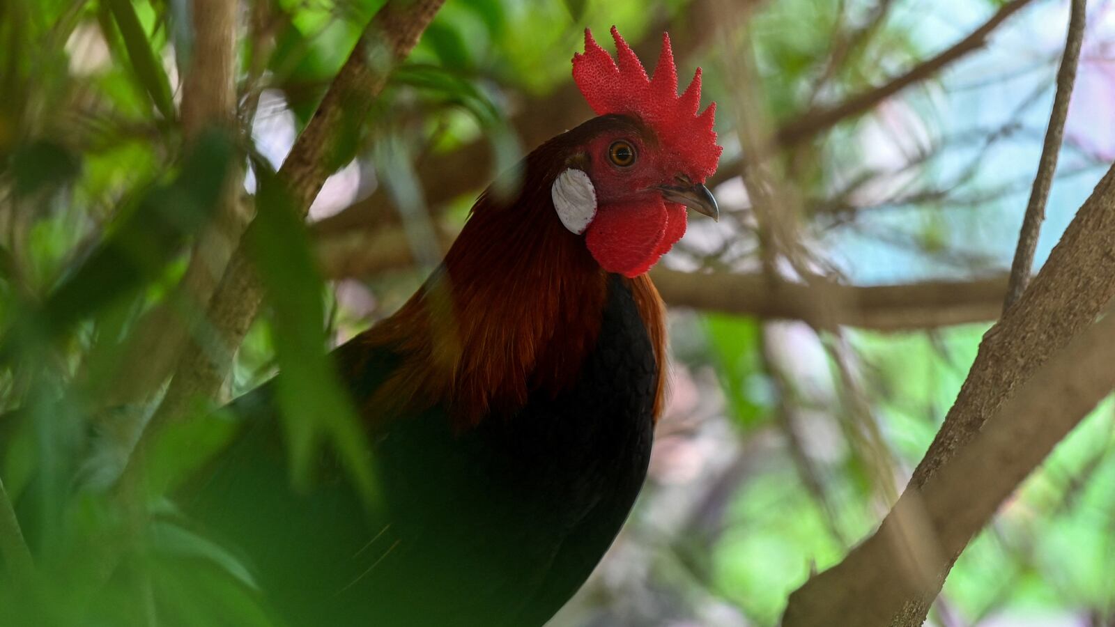 GettyImages-1239563215_vwisoe