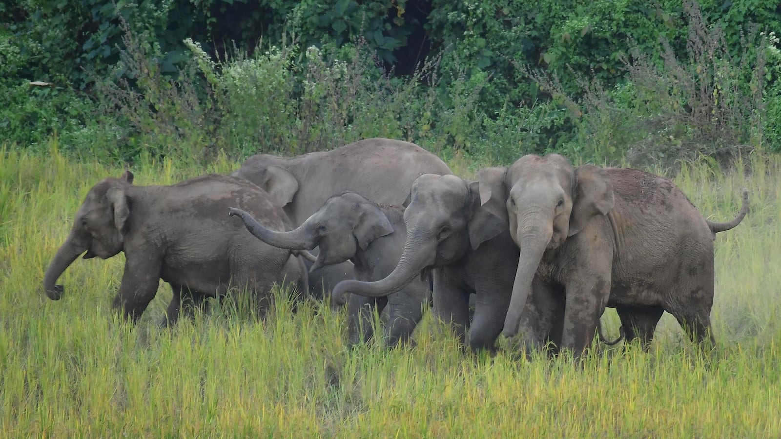 A herd of wild elephants gathers near a rice paddy field in search of food in Nagaon district, Assam, India.
