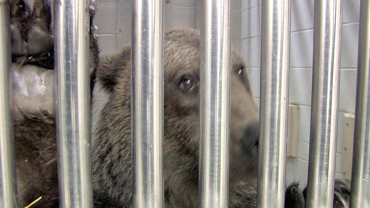 cheats/2011/10/28/widow-won-t-get-ohio-animals/zanesville-ohio-animal-bear-cheat_bicyfw