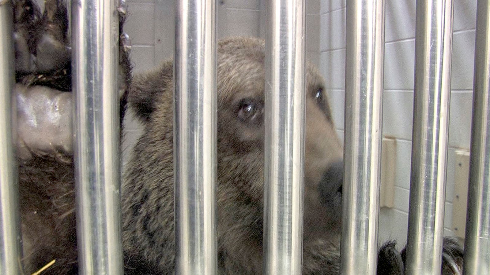 cheats/2011/10/28/widow-won-t-get-ohio-animals/zanesville-ohio-animal-bear-cheat_bicyfw