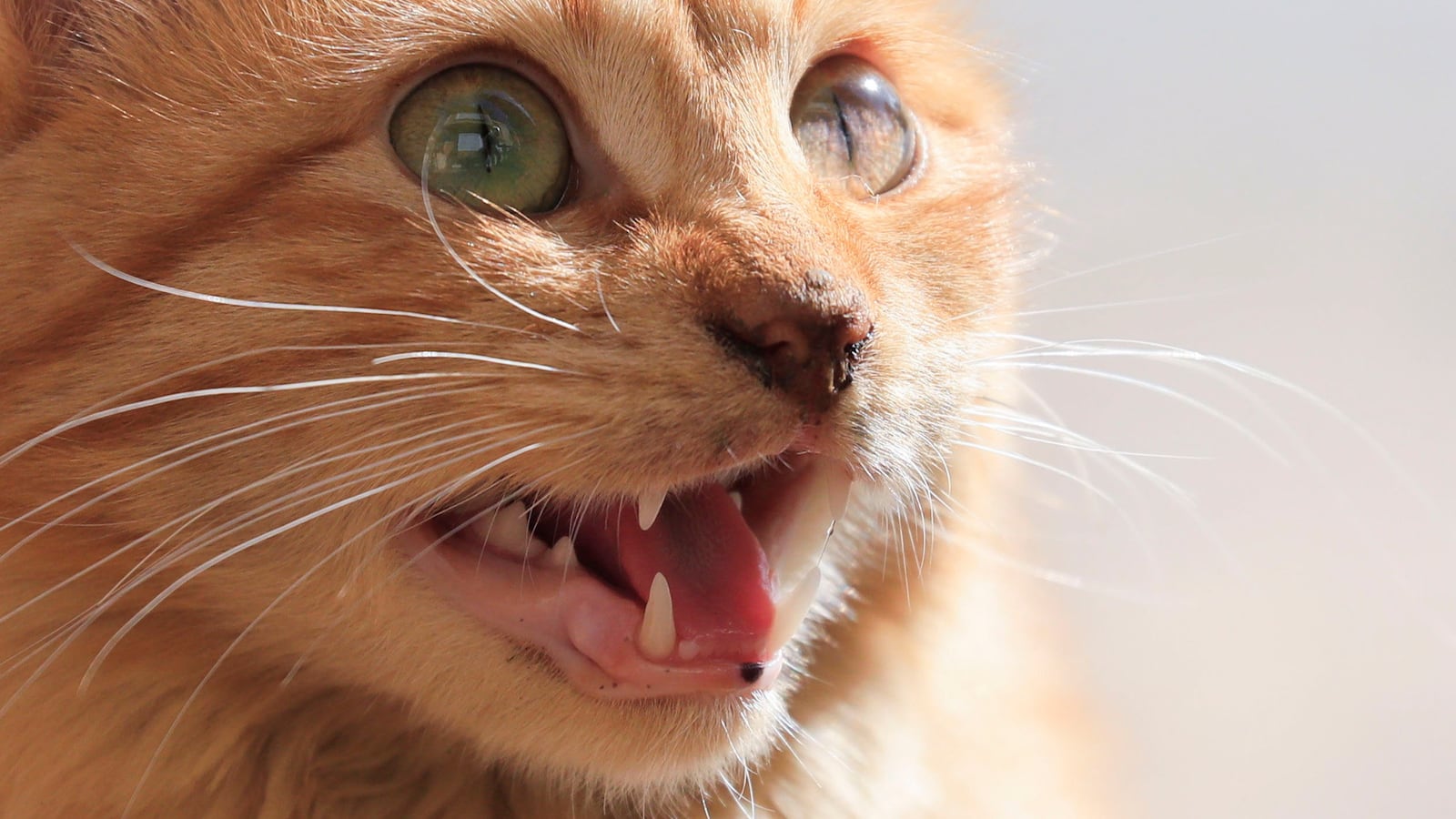2022-01-16T101026Z_430988330_RC2DYR9QRR11_RTRMADP_3_EGYPT-ANIMALS-CAT-SHELTERS_dy4tu5