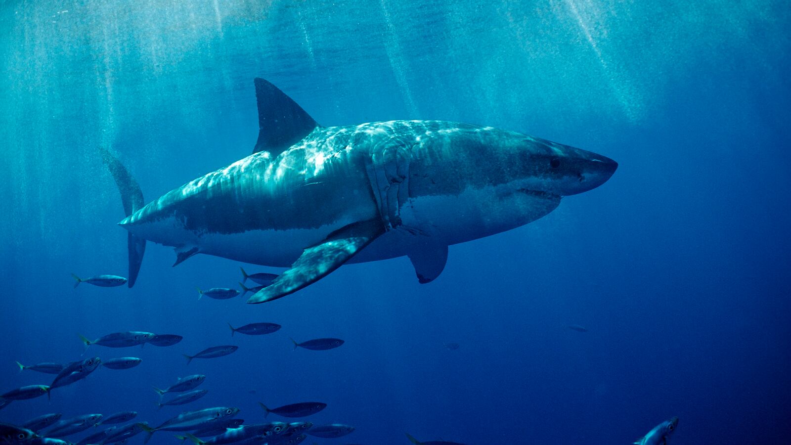A Great White Shark off the coast of California.