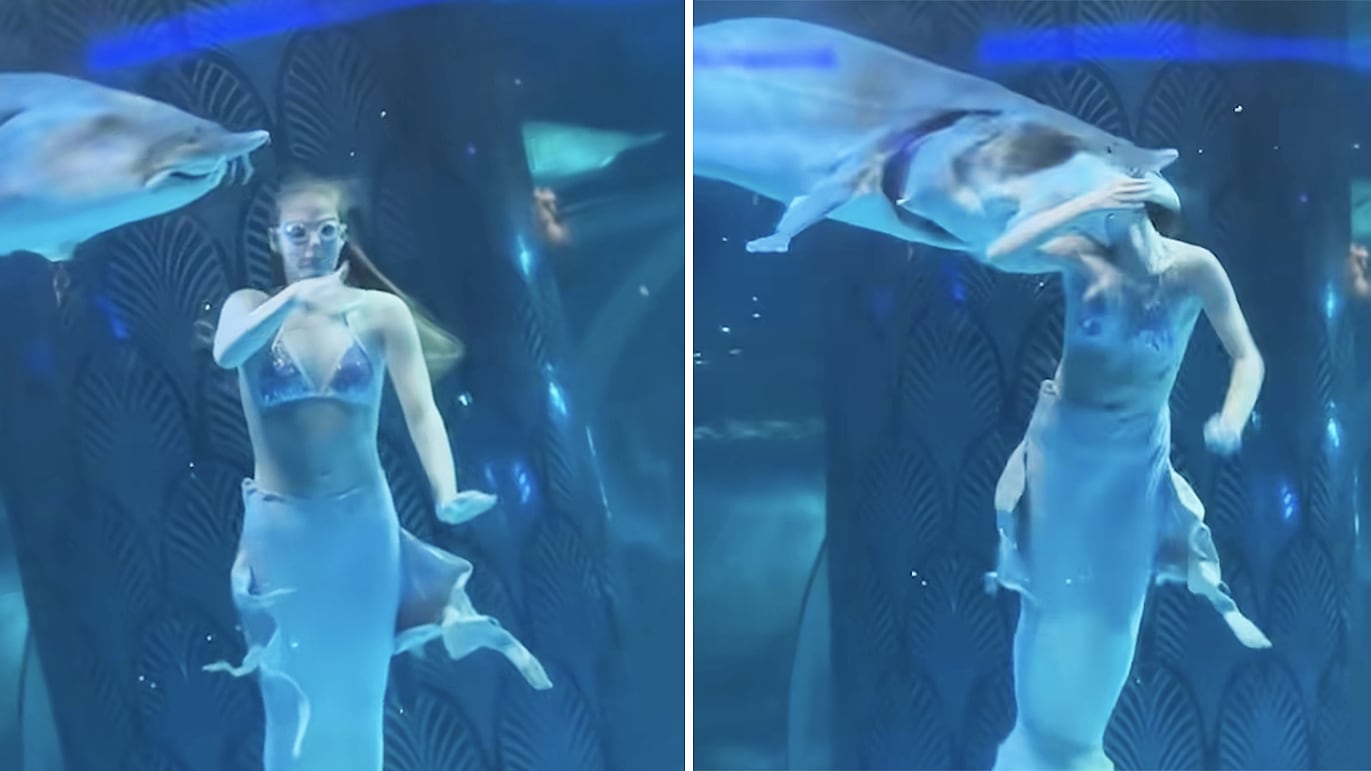 A "mermaid" performer at a Chinese aquarium almost finds herself eaten by a large fish.