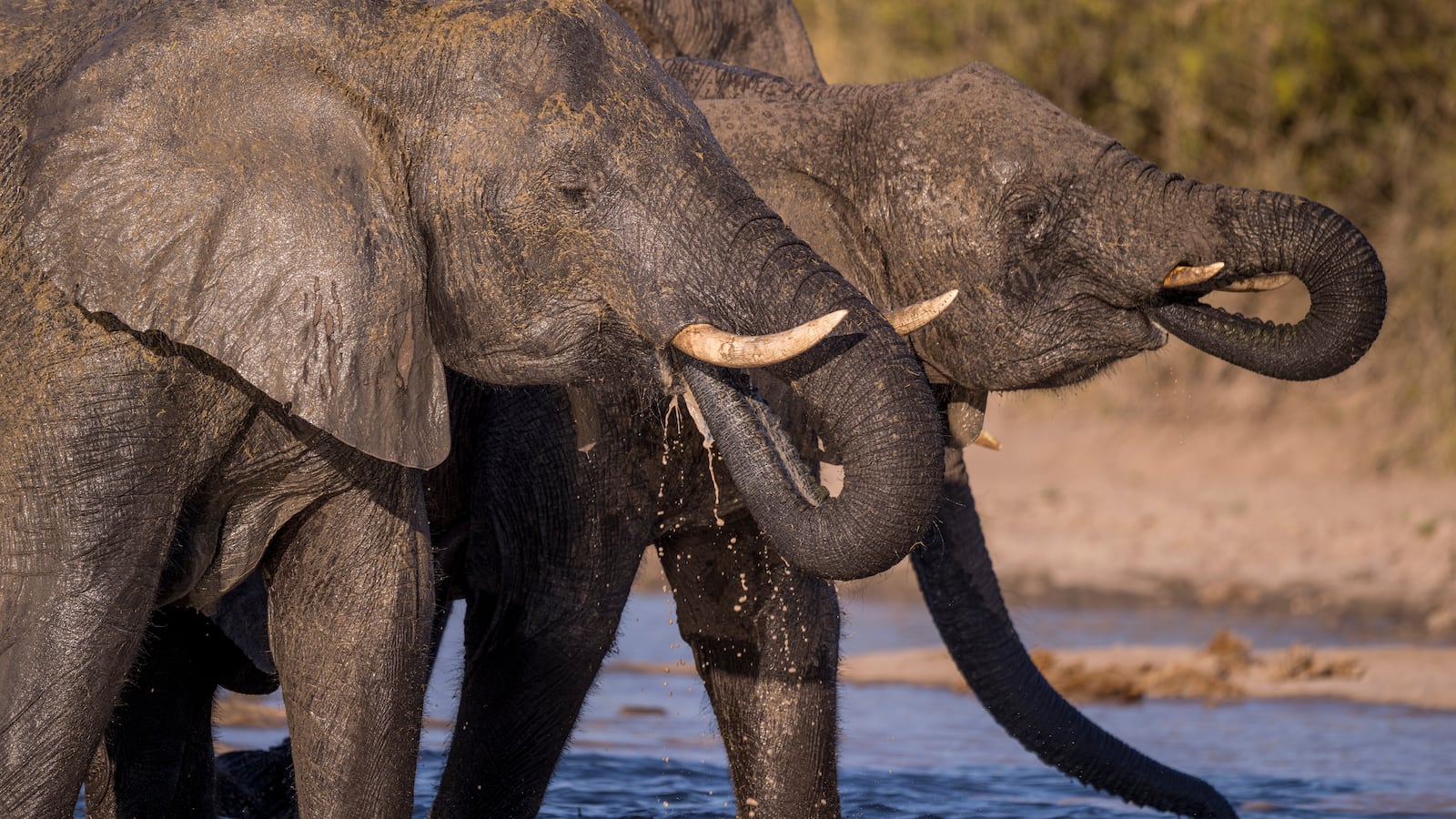 BOTSWANA - 2025/06/04: African elephants (Loxodonta africana) drinking water at a waterhole in the Savuti area in Chobe National Park, Botswana. (Photo by Wolfgang Kaehler/LightRocket via Getty Images)