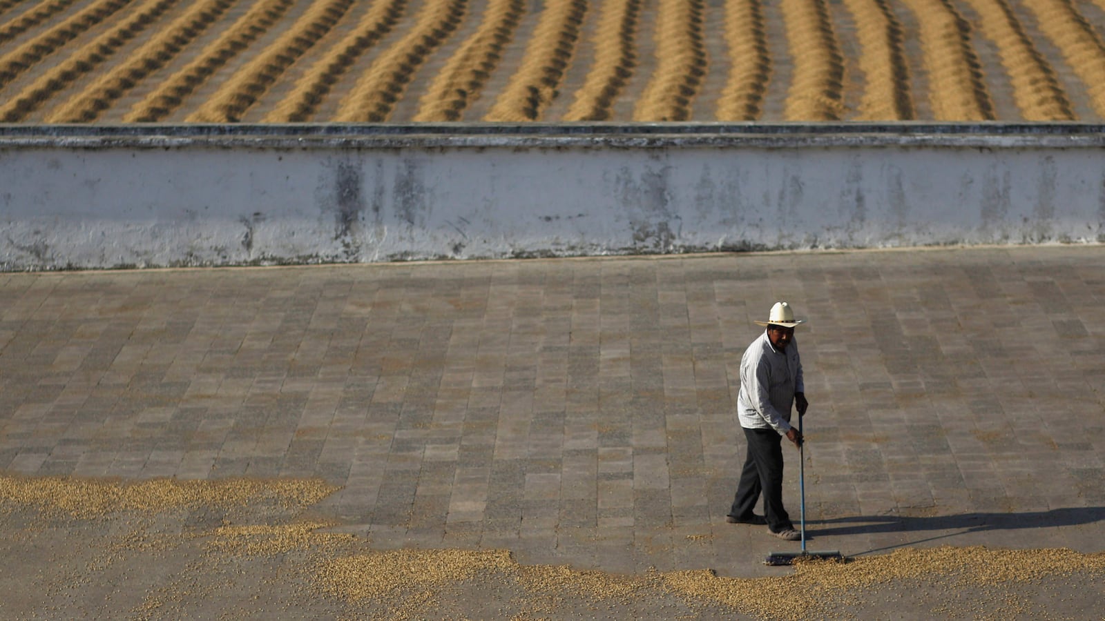 160820-coffee-beans-tease_qvscxd