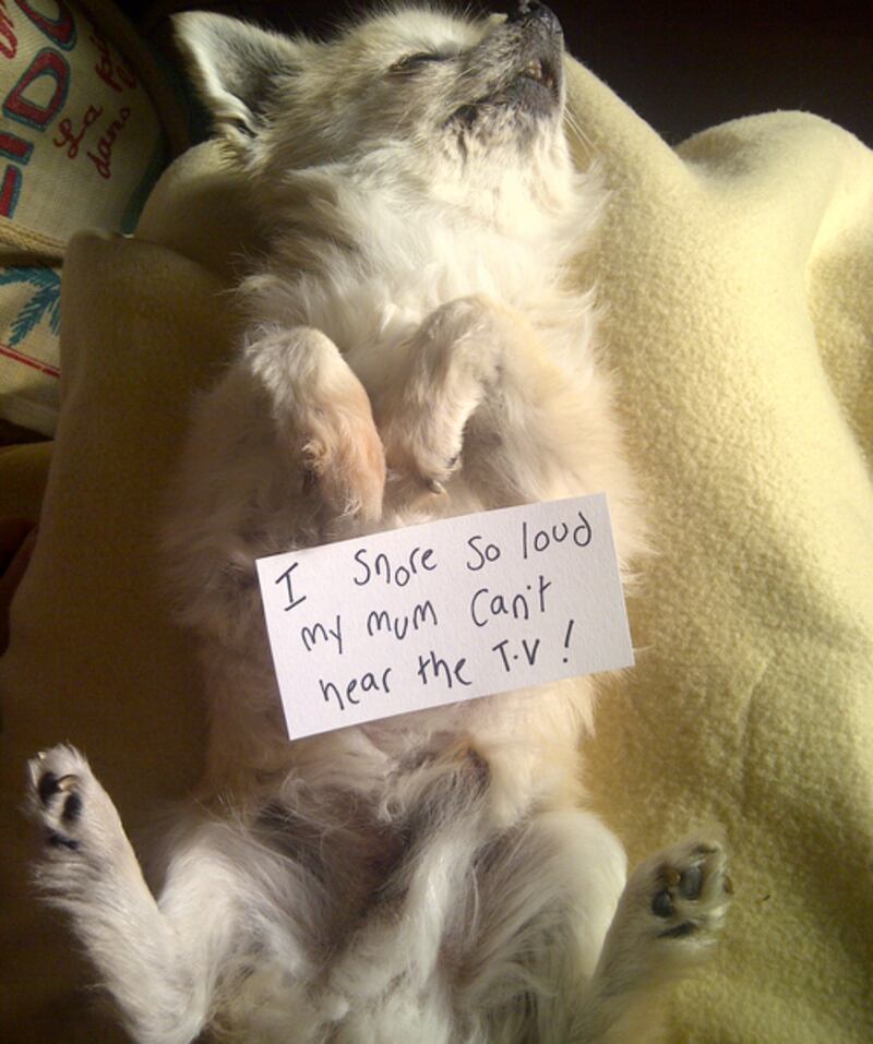 articles/2012/11/19/dog-shaming/Screen_Shot_2012-11-19_at_2.44.53_PM_iqnljr