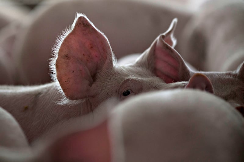 Pig