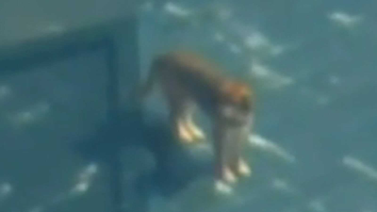 cheats/2011/04/01/japanese-dog-rescued-at-sea/japan-dog-rescue_b0mc2n