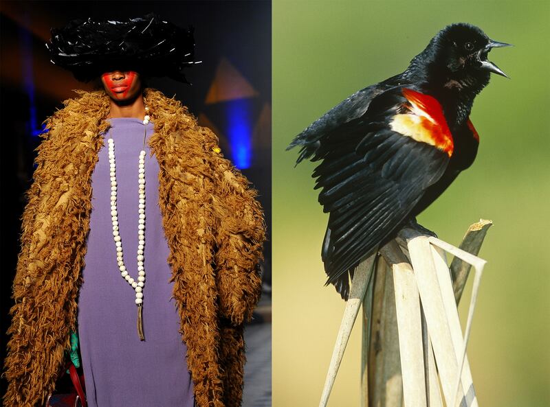 galleries/2014/03/06/fendi-lanvin-and-more-fashion-week-pieces-that-looked-like-animals/gal-2014-fashion-wild-5_bl8u8k
