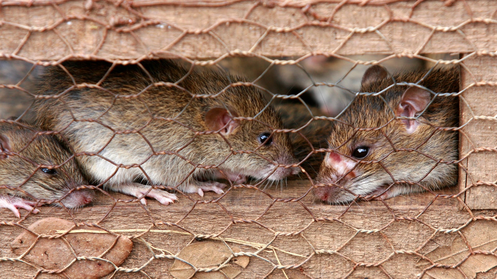 Live rats wait to be transported to Vietnam as food at the Cambodia-Vietnam border in Chrey Thom district in Kandal province.