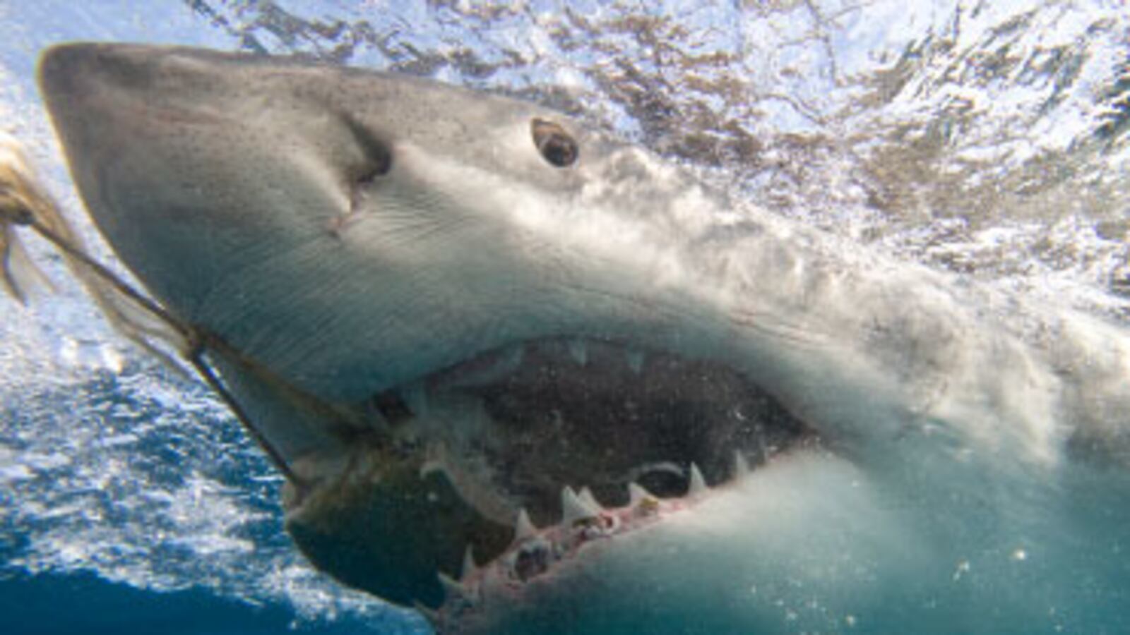 cheats/2010/02/23/great-whites-rarer-than-tigers/great-white-1_vfvjsf
