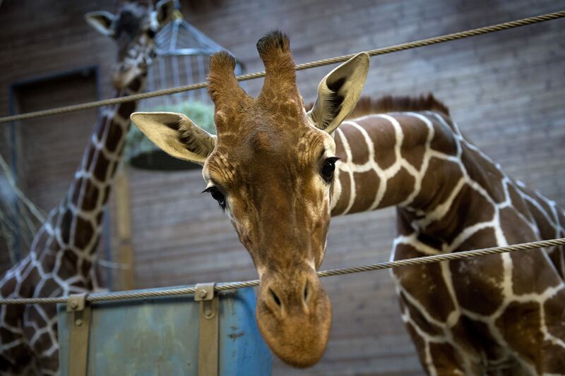 galleries/2014/02/10/the-cruelest-species-of-all-humans-wronging-animals/140210-animals-giraffe-tease_wumtxh