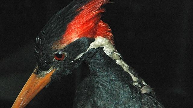 640px-Campephilus_principalis__ivory-billed_woodpecker__3_dpbdhq