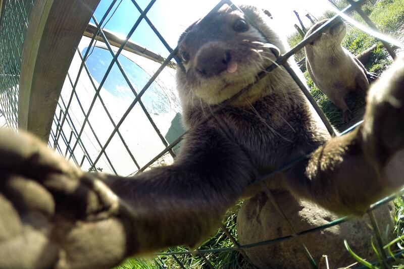 galleries/2015/06/01/when-animals-take-selfies-photos/150601-animal-selfies-03_dqzo4j