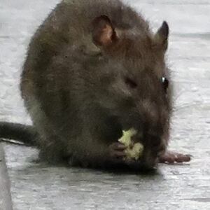 A rat eats on the platform at the Herald Square subway station in New York City.
