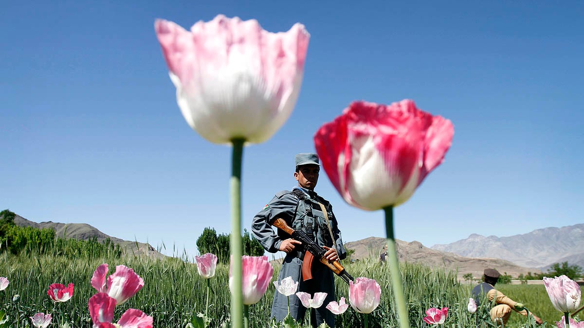 cheats/2012/05/27/afghan-opium-trade-continues/afghan-poppy-opium-cheat_uyfqwr