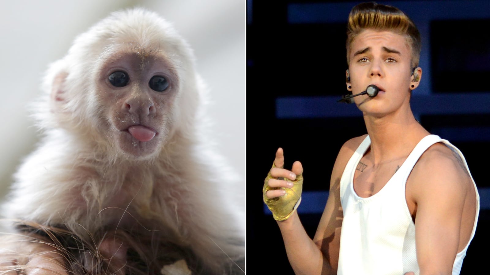 articles/2013/04/23/justin-bieber-abandons-mally-the-monkey-to-german-authorities/130423-sykes-bieber-monkey_eexqq6