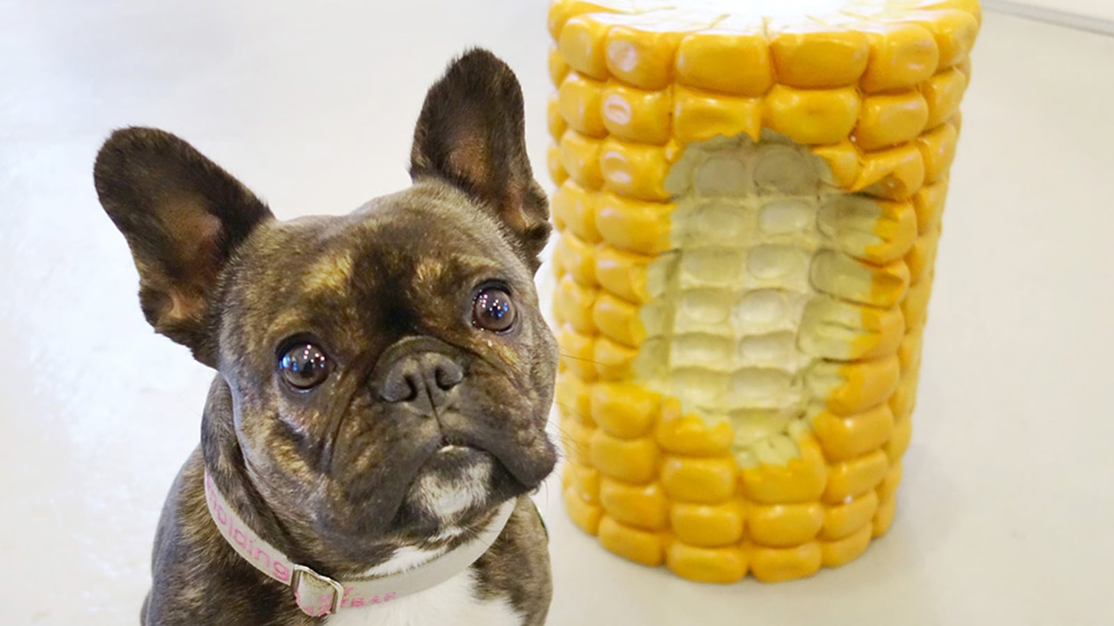 articles/2015/03/10/meet-pickle-the-art-world-s-favorite-canine-blogger/150309-pickles-art1a_ivbedr