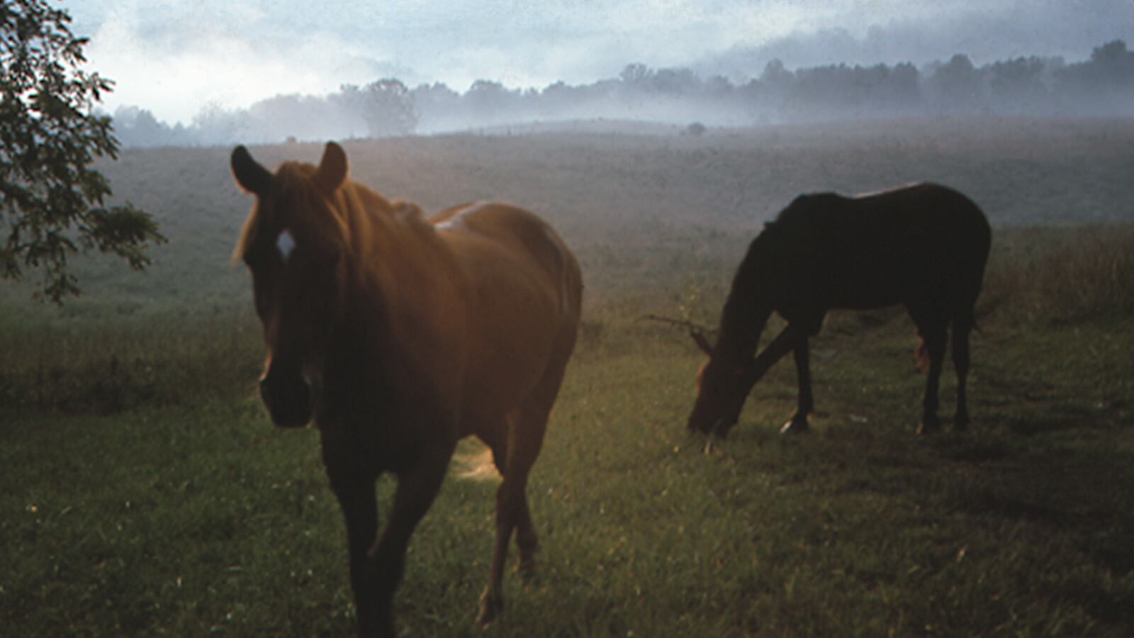 galleries/2015/05/13/sally-mann-s-fearless-loving-eye-photos/150512-sally-mann1_akezqw