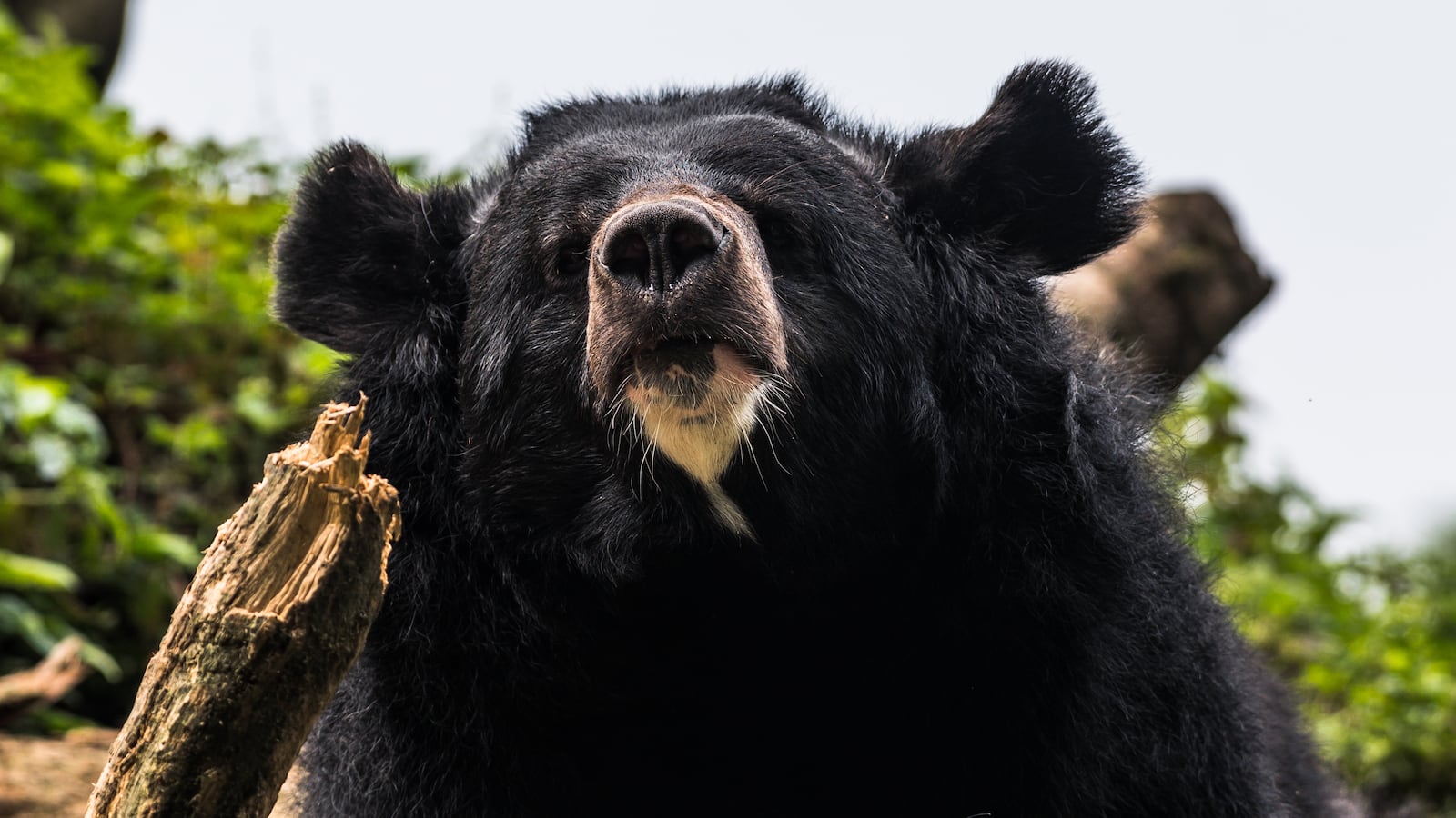 The Asian black bear (Ursus thibetanus), also known as the Asiatic black bear, moon bear and white-chested bear