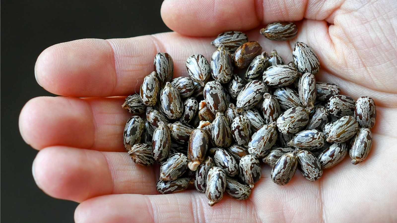 GettyImages-974117584_fjbydm