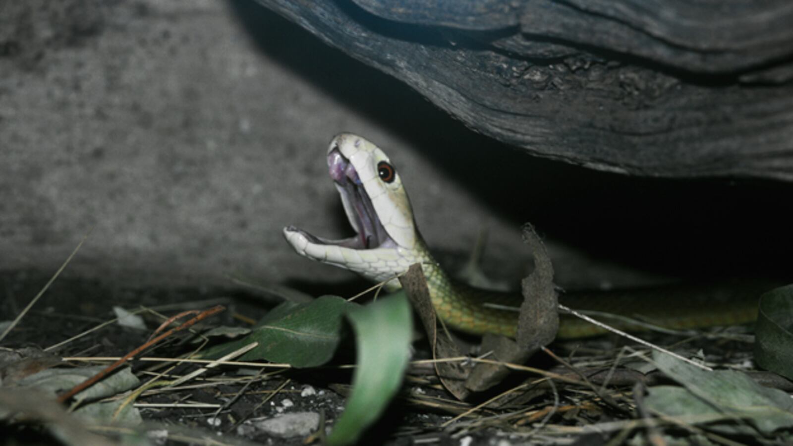 galleries/2010/02/25/the-world-s-deadliest-snakes/deadliest-snakes---inland-taipan_feinti