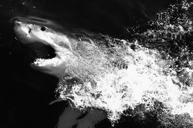 articles/2011/06/16/sharks-are-scary-but-not-that-dangerous/Eilperin-sharks_grzwng