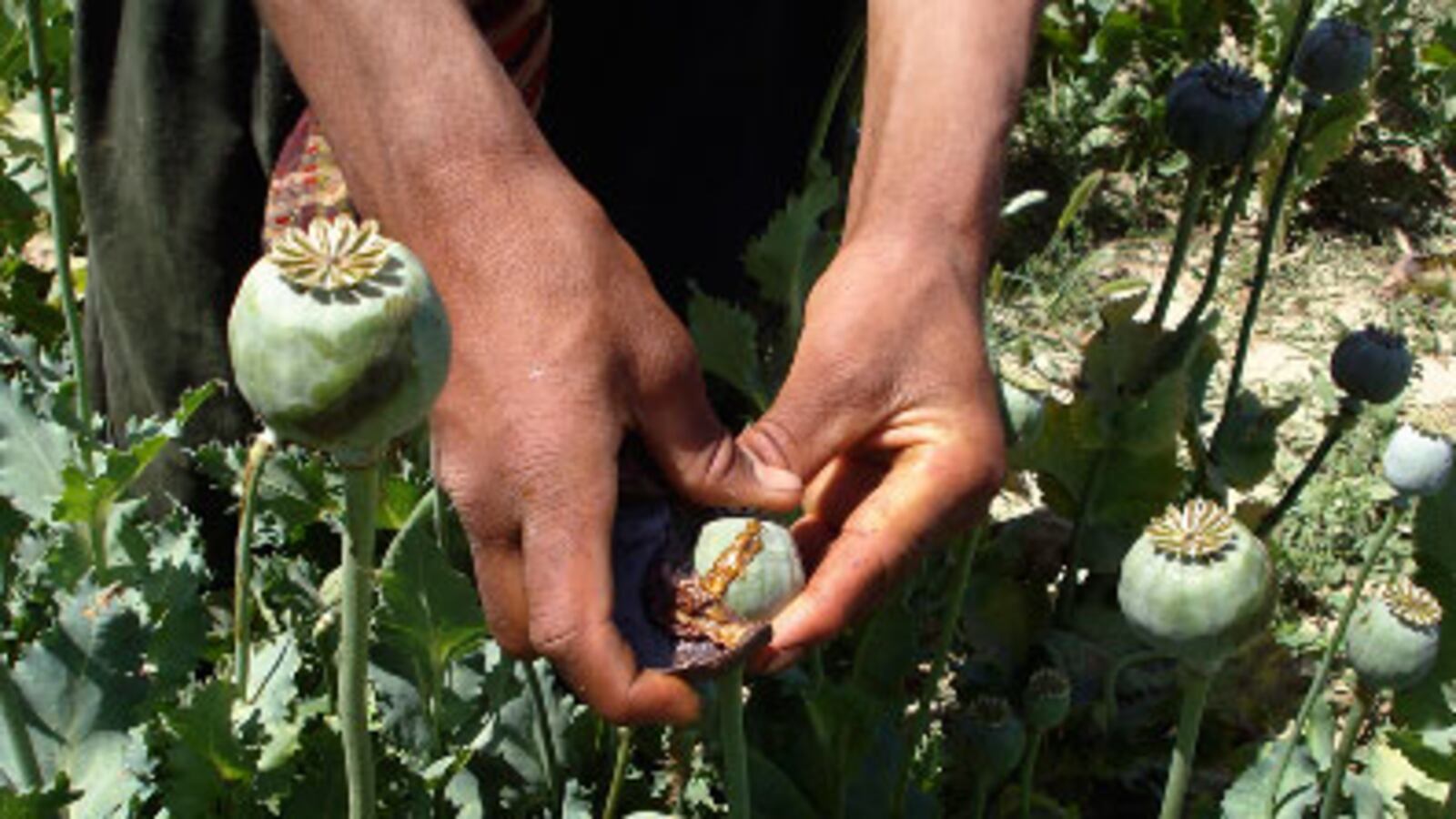 cheats/2008/11/28/taliban-stockpiling-opium/10-opium_qec8no