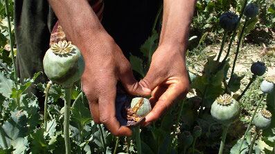 cheats/2008/11/28/taliban-stockpiling-opium/10-opium_qec8no