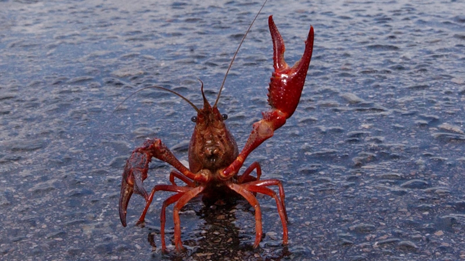 A crayfish.
