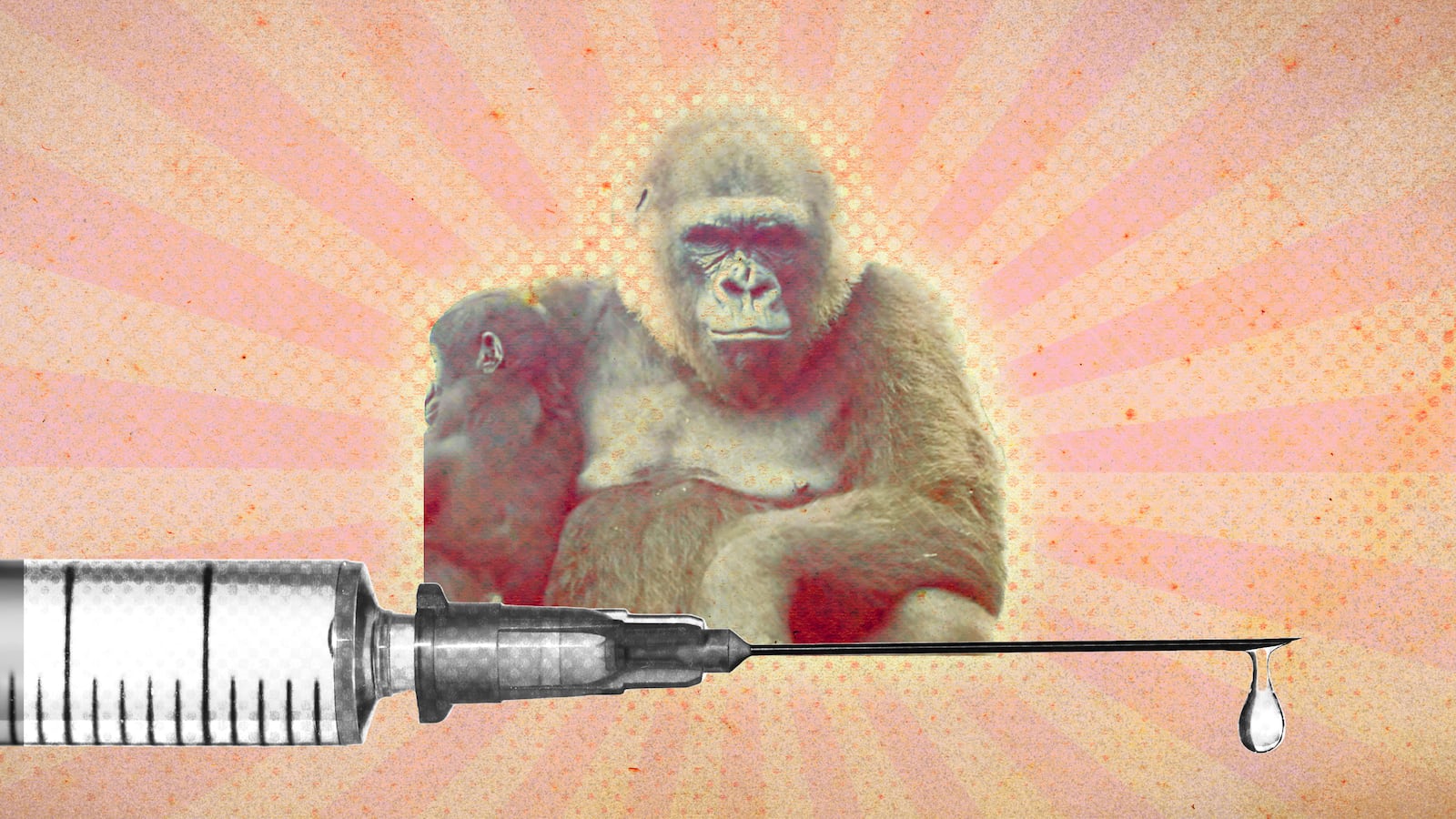 220523-gorilla-vaccine-tease-01_ghhlcx