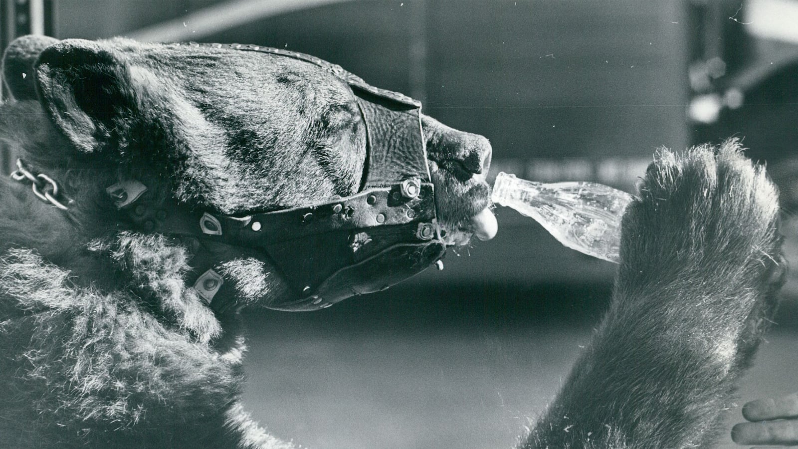 articles/2016/03/12/wrestling-a-bear-to-save-my-manhood/160311-dexter-nale-bear-tease_hhxlj7