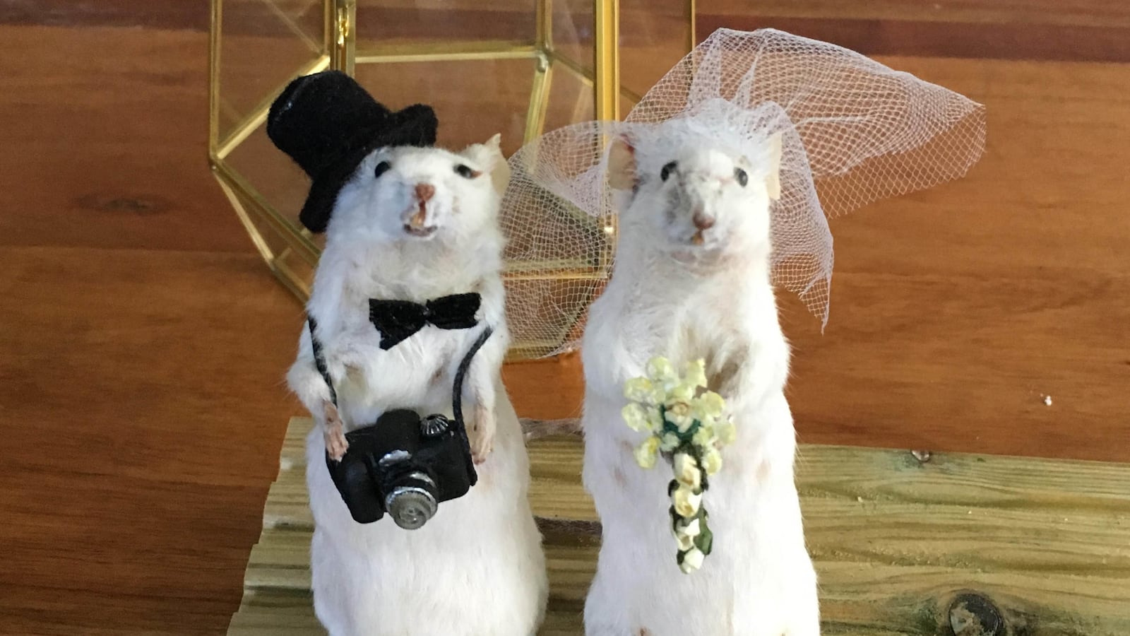 191213-brooklyn-taxidermy-tease_j9srvo