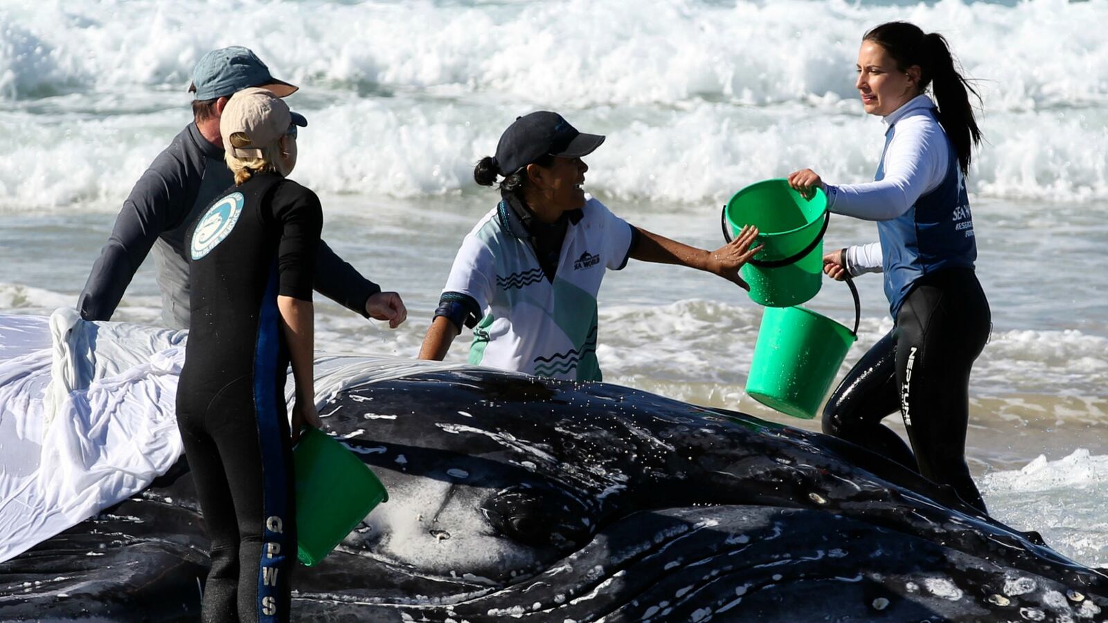 cheats/2016/01/13/western-australia-blows-up-sick-whales/160113-cheat-whale_s9viid