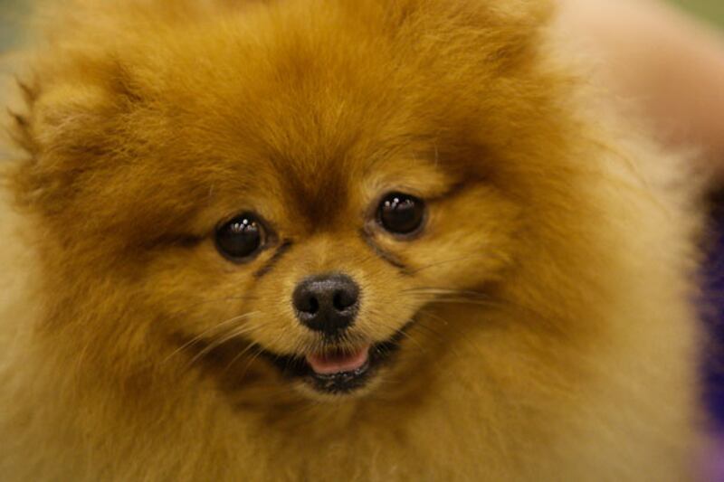 galleries/2010/10/29/dangerous-dogs/dangerous-dogs---pomeranian_bfhip6