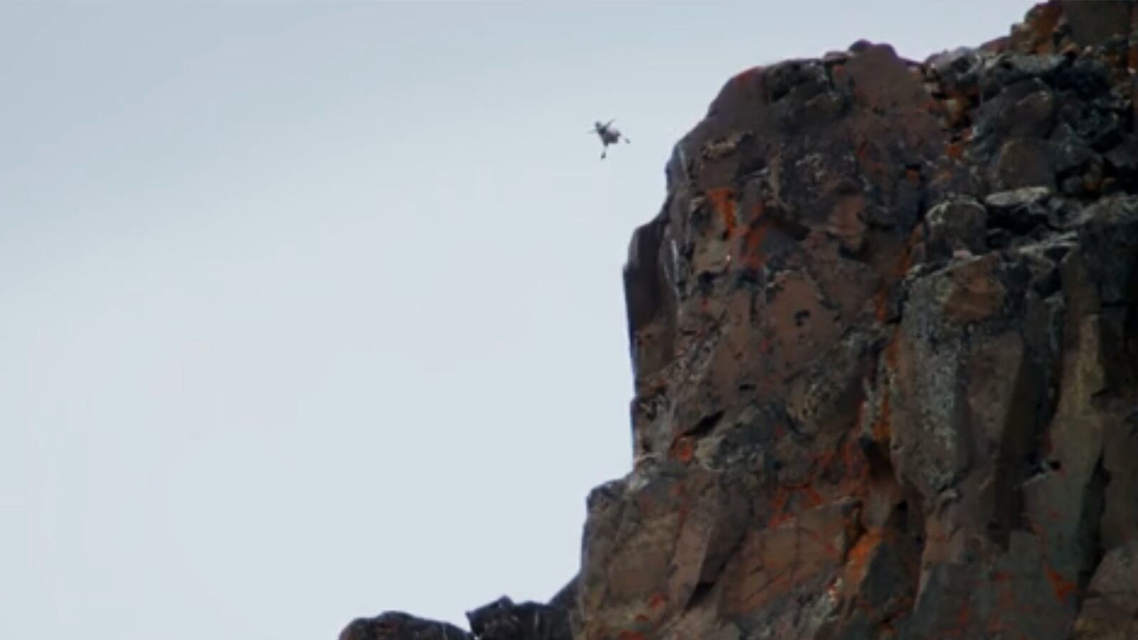 articles/2014/10/28/barnacle-gosling-s-death-defying-cliff-dive/141028-viralvid-goose-tease_wyc14d