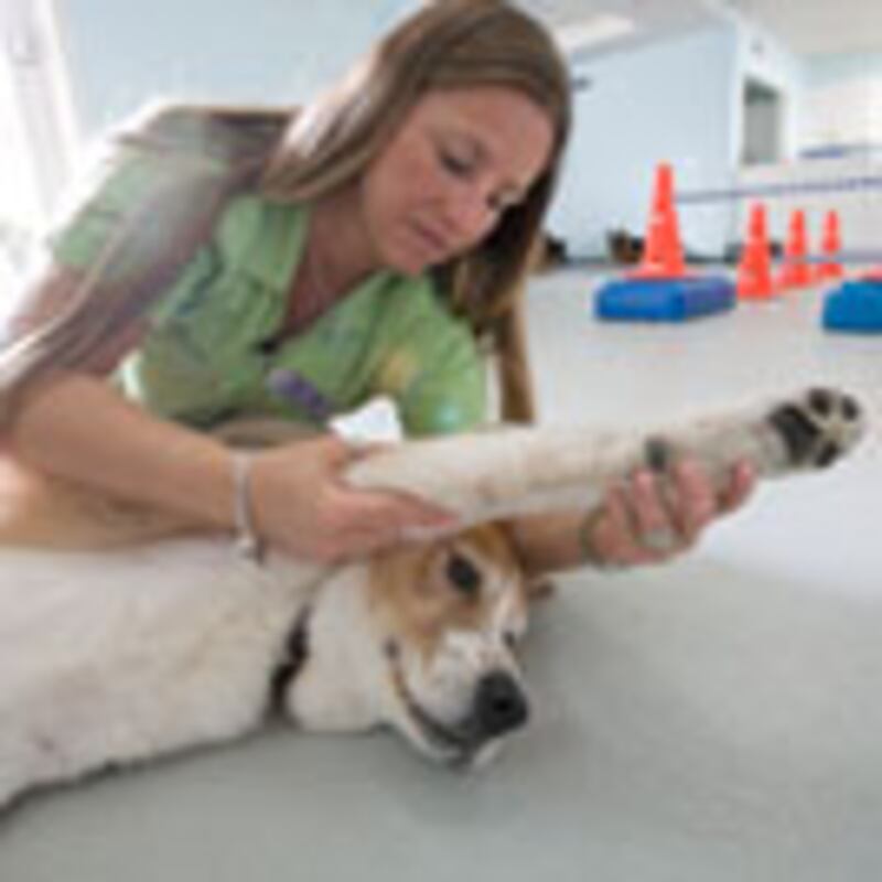 articles/2010/09/24/fat-pets-and-their-personal-trainers/skenazy-pet-personal-training_119992_udfihr