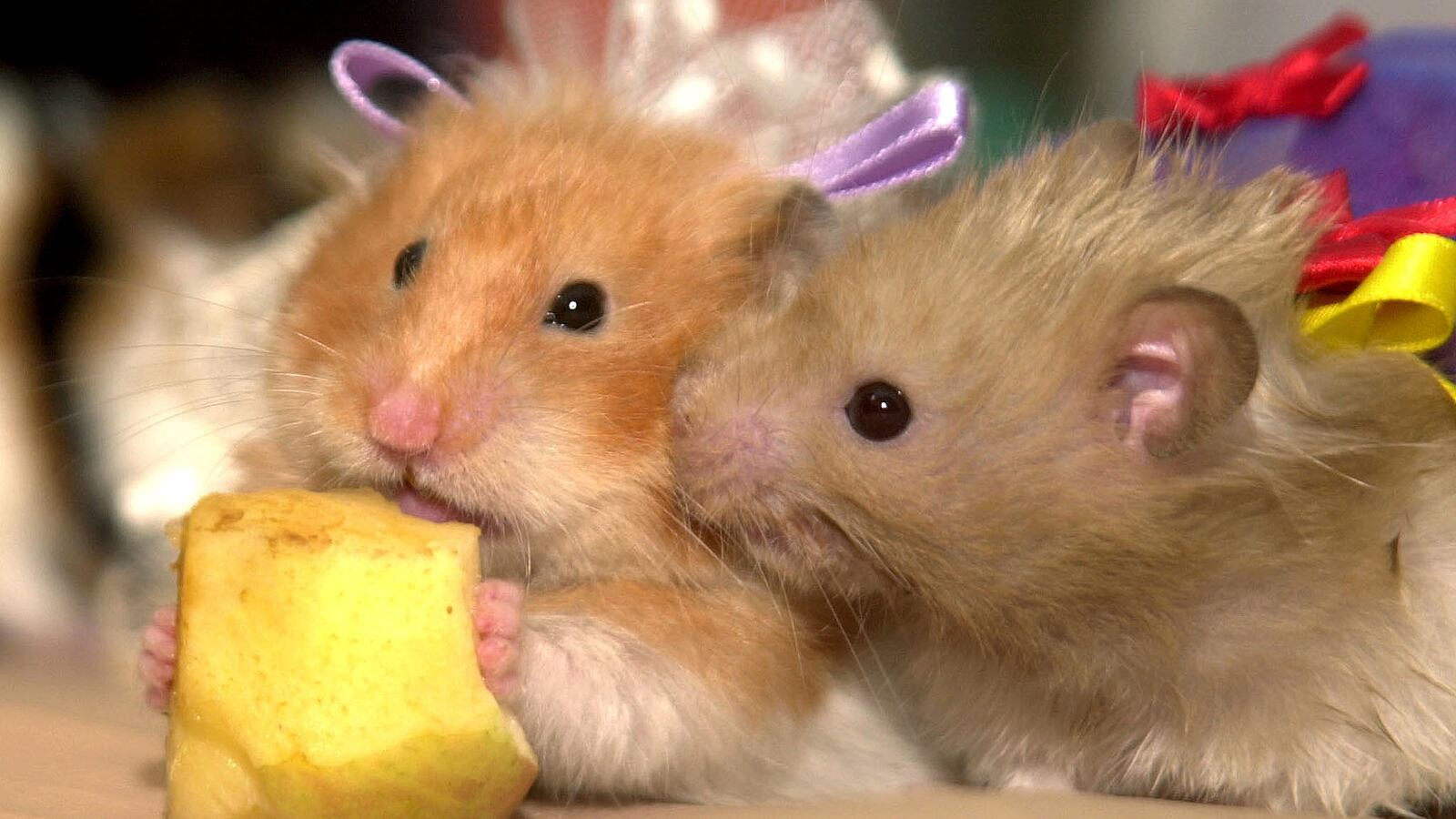 2000-03-14T120000Z_1943471090_PBEAHULMNES_RTRMADP_3_HAMSTERS_nuxiyf