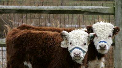 cheats/2009/05/23/small-cow-big-profit/mini-cows_urbhmp