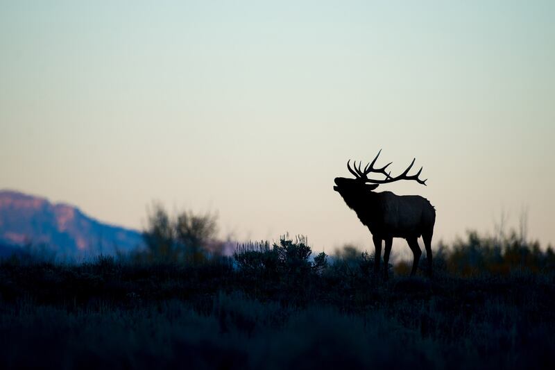 galleries/2015/12/04/scenes-from-wild-yellowstone-photos/151203-wild-yellowstone5_j2atpf