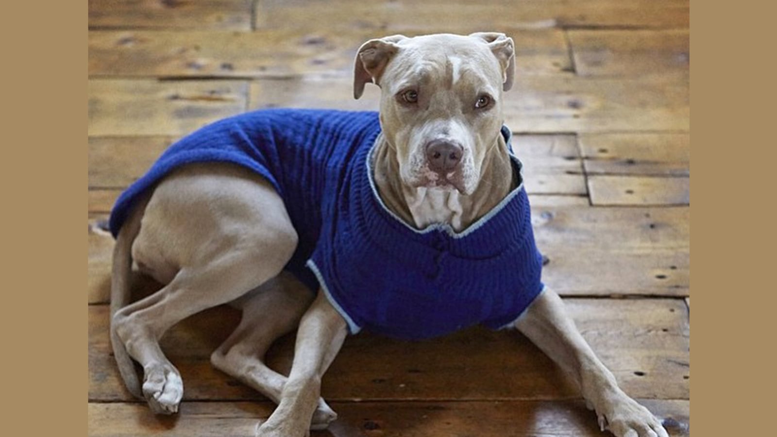 articles/2015/03/02/the-underground-dogs-for-drugs-trade/150228-miller-dog-walker-sold-pet-tease_mjd73p