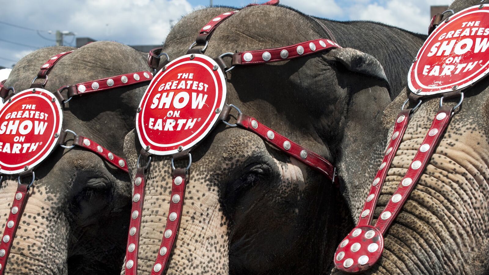 videos/2016/05/03/circus-elephants-new-home-isn-t-the-greatest-on-earth/160503-Place-ringling-bros-elephants-new-home_rklphf