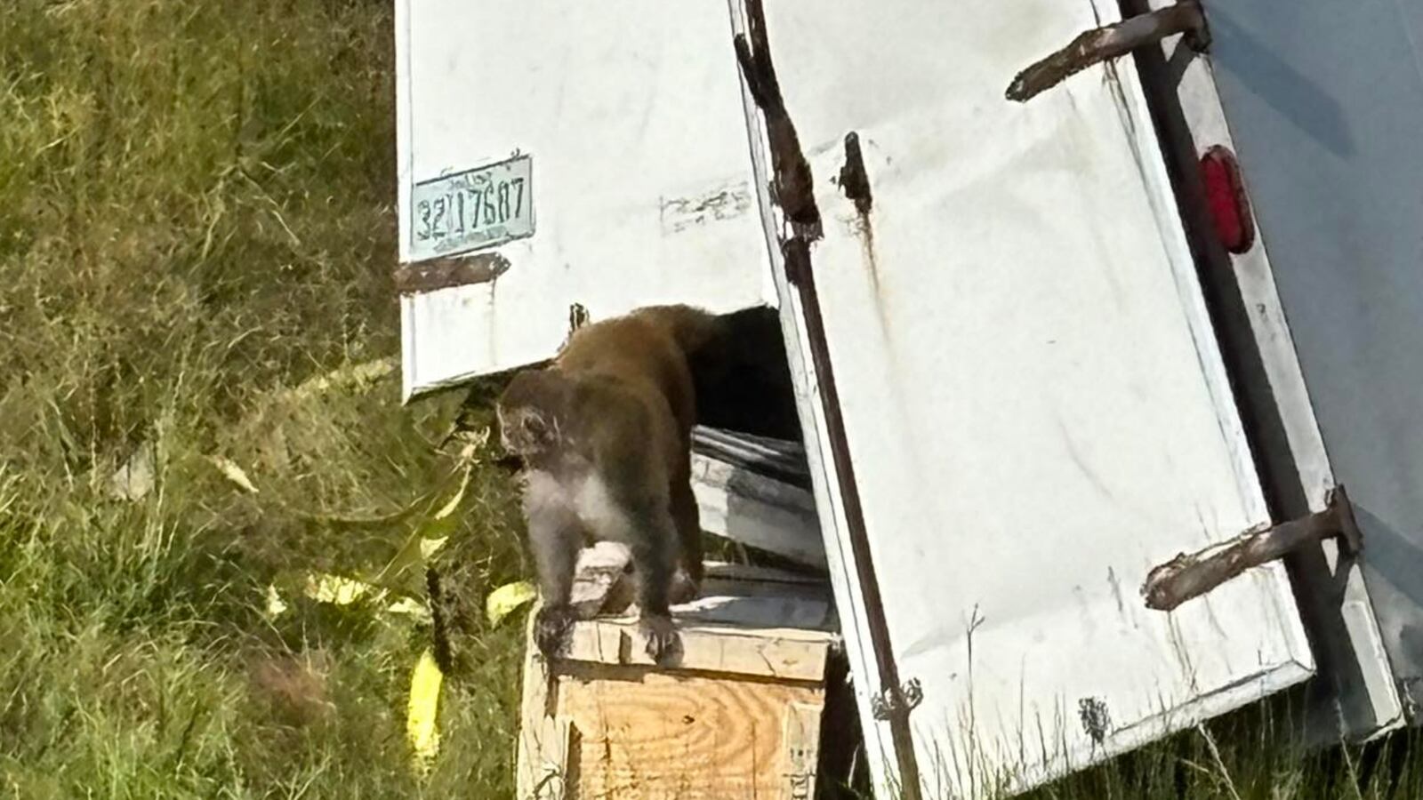 A Rhesus monkey escapes in Mississippi