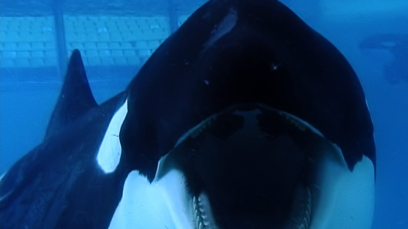 cheats/2013/12/20/seaworld-ad-counters-blackfish/131220-sea-world-blackfish-cheat_j8jj7i