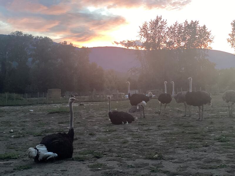 Ostriches in a field against a setting sun.
