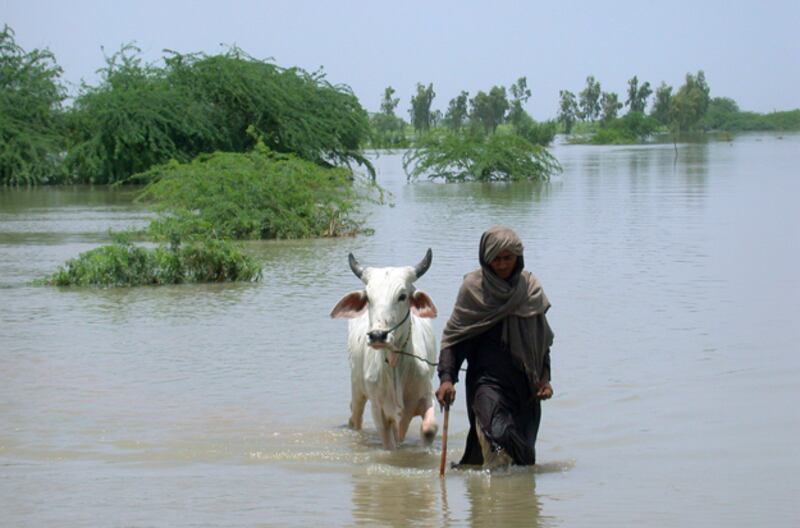 galleries/2010/12/13/heroic-animals/heroic-animals---cow_fjbecf