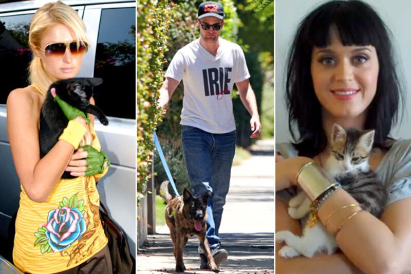 galleries/2012/08/05/kristen-stewart-robert-pattinson-more-pet-custody-battles-photos/animal-custody-battle-tease_tw0wsh