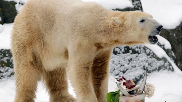 cheats/2011/03/19/knut-berlin-zoo-polar-bear-is-dead/celeb-zoo-animals---polar-bear-knut_wsjl8m