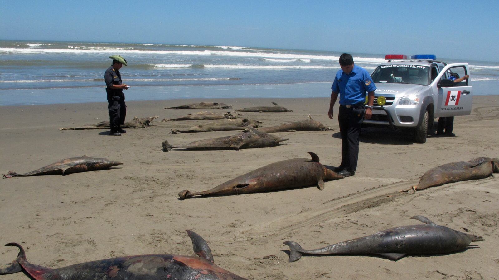 cheats/2012/05/08/peruvian-dolphins-birds-dying/peru-deaths-dolphins-birds-cheat_vtlz7e